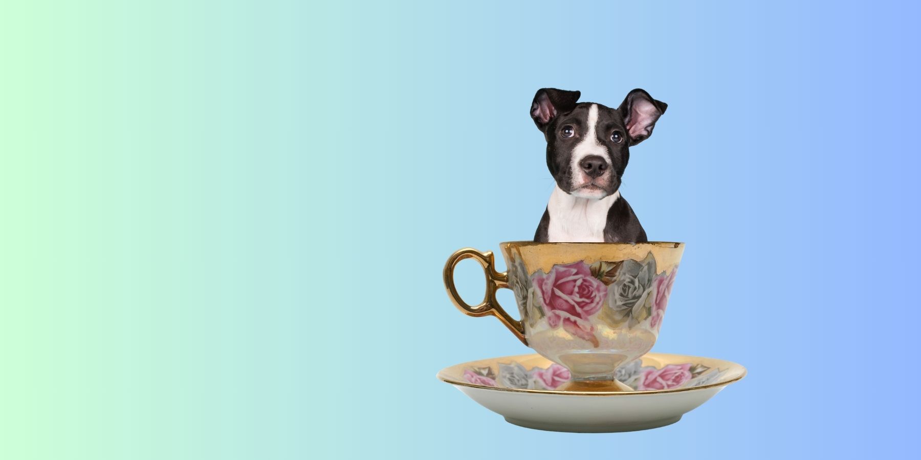 Teacup Mini Pit Bull - All You Need To Know – SPARK PAWS