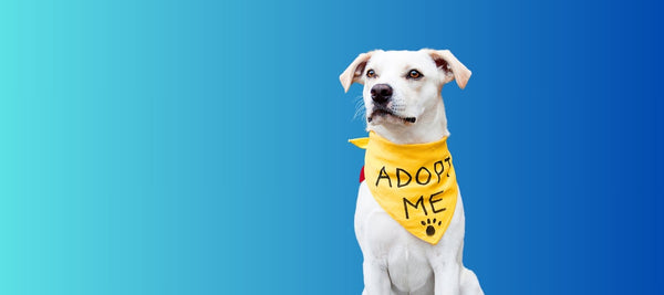 Adopting vs. Buying a Dog: Making the Right Choice for You and Your Future Pet