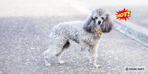 What Are the Best Dog Shoes for Hot Pavement?