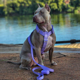 Lilac Harness