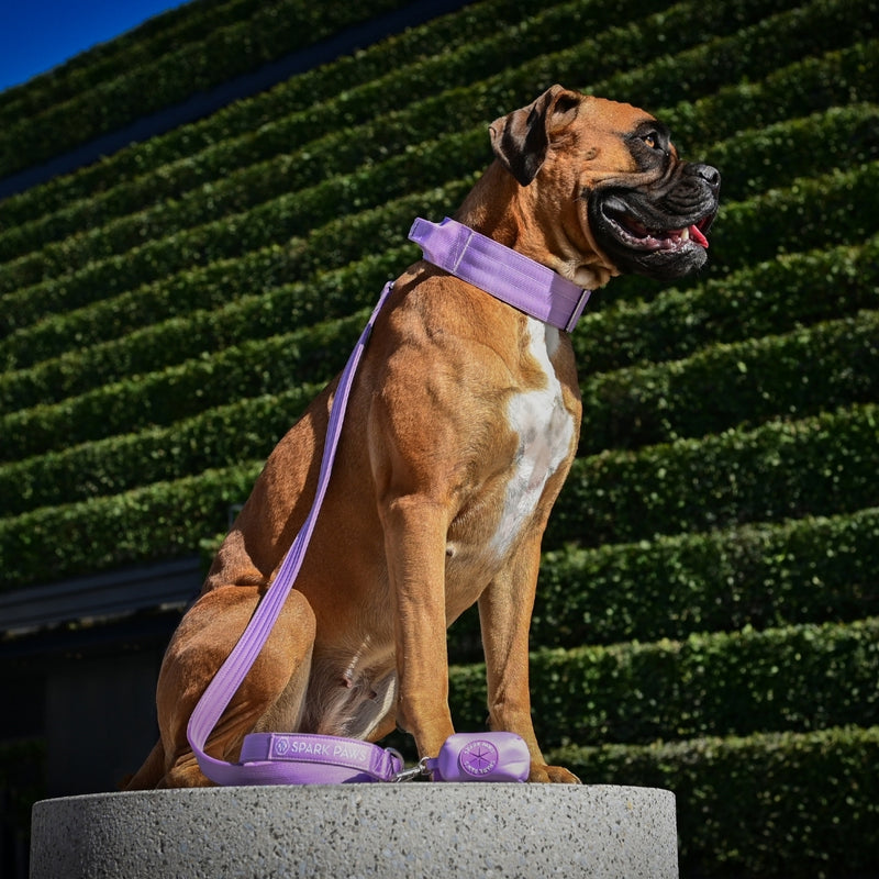 Leash and Poop Bag Holder Set - Lilac