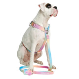 Pastel Icing Neoprene Leash