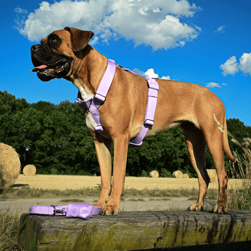 Conjunto de arreios para cães sem puxão com controle de conforto - Lilás