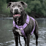 Conjunto de arreios para cães sem puxão com controle de conforto - Lilás