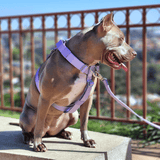 Conjunto de arreios para cães sem puxão com controle de conforto - Lilás